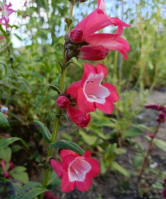 小众送妈妈的花有哪些花