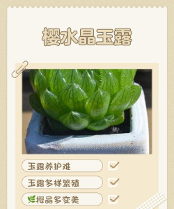 樱水晶怎么浇水