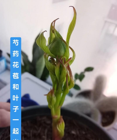 牡丹种植芍药怎么种植
