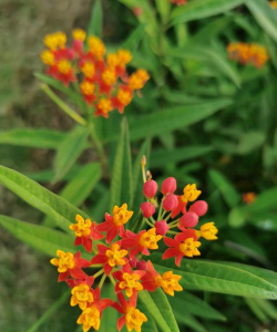 小众送妈妈的花有哪些花