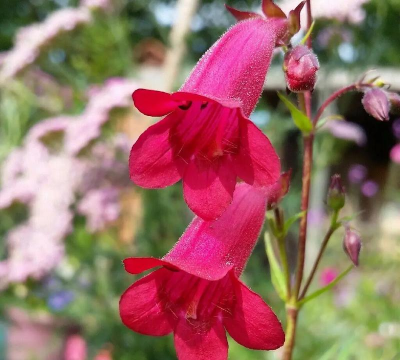 小众送妈妈的花有哪些花