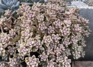 小众送妈妈的花有哪些花