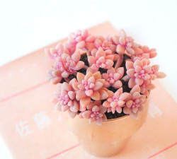 小众送妈妈的花有哪些花