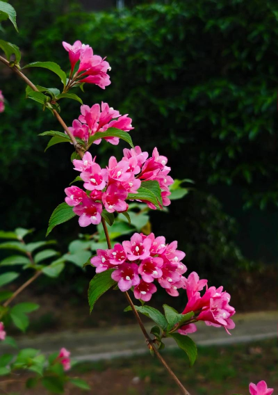 小众送妈妈的花有哪些花