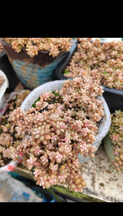 小众送妈妈的花有哪些花