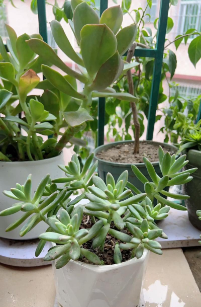 小众送妈妈的花有哪些花