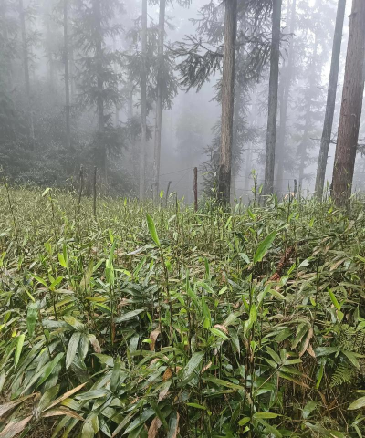 小众送妈妈的花有哪些花