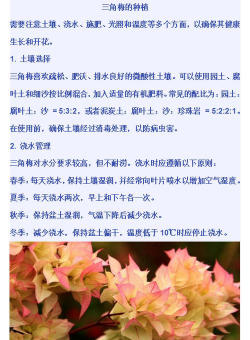 小众送妈妈的花有哪些花