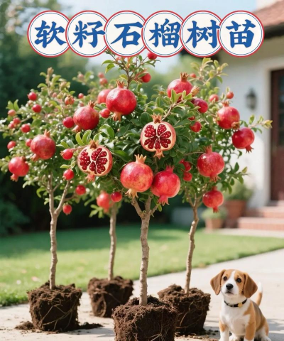 软籽石榴的籽可以种吗