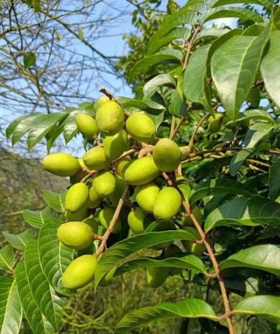 青橄榄分什么品种