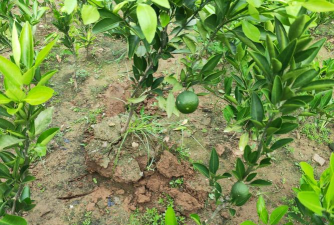 沙糖桔春季施什么肥