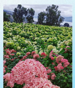 5月有什么花开放的