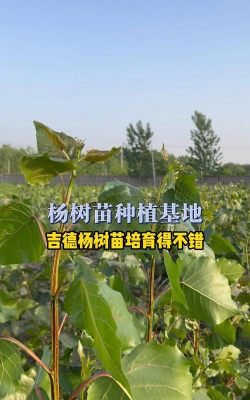 长得最快的杨树品种