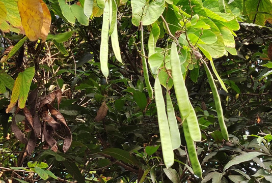 小众送妈妈的花有哪些花