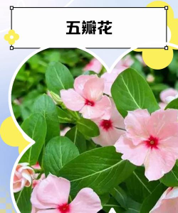 小众送妈妈的花有哪些花