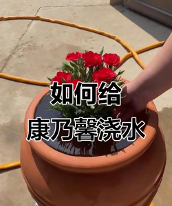 小众送妈妈的花有哪些花