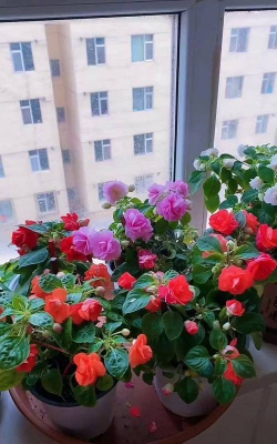 小众送妈妈的花有哪些花