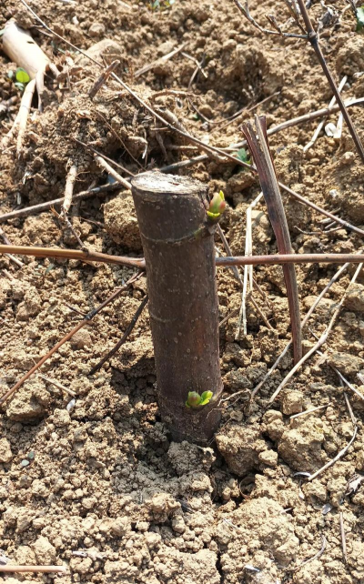 小众送妈妈的花有哪些花