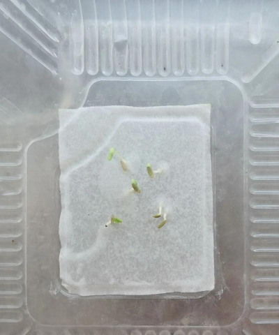 小众送妈妈的花有哪些花