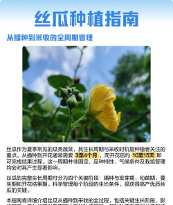 丝瓜多久开花结果