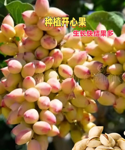 开心果适合什么地方种植