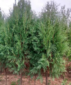 小众送妈妈的花有哪些花