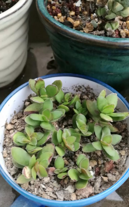 小众送妈妈的花有哪些花