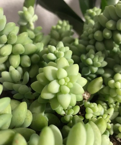 小众送妈妈的花有哪些花