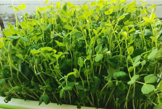 豌豆苗能长几茬