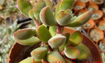 小众送妈妈的花有哪些花