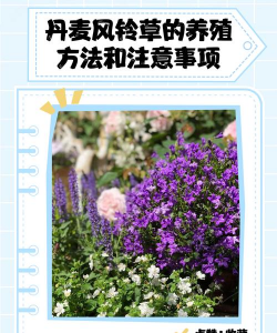 小众送妈妈的花有哪些花