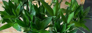 小众送妈妈的花有哪些花