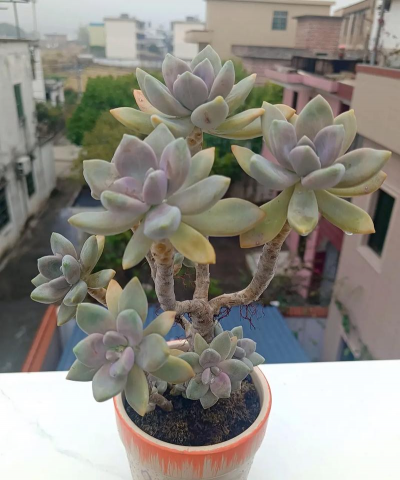 冬美人多肉耐寒吗