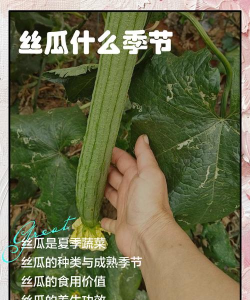 丝瓜几月份成熟
