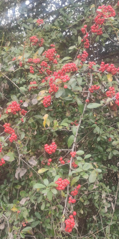 小众送妈妈的花有哪些花