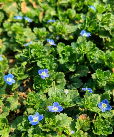小众送妈妈的花有哪些花