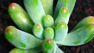 乙女心夏天叶子掉完了