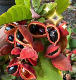 小众送妈妈的花有哪些花