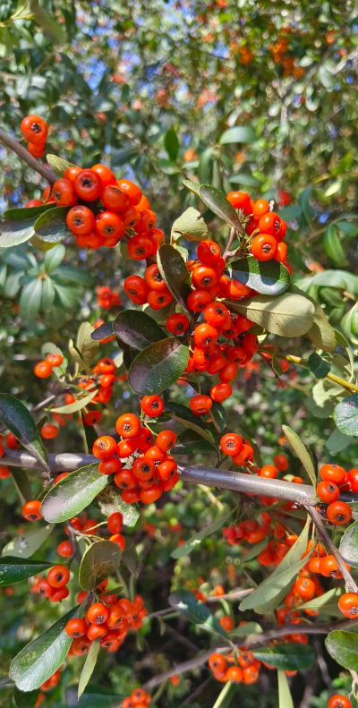 小众送妈妈的花有哪些花