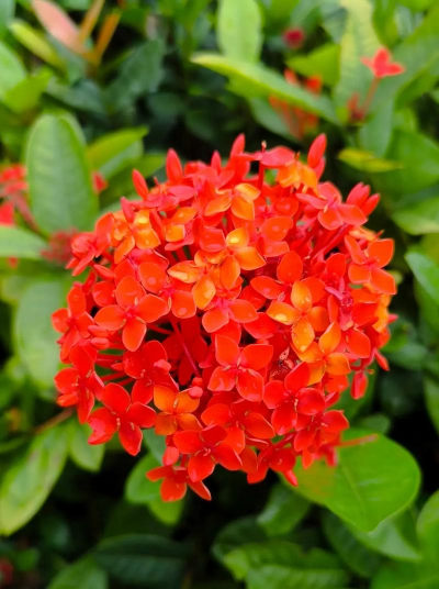 小众送妈妈的花有哪些花