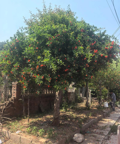 小众送妈妈的花有哪些花