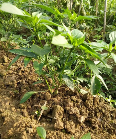 小众送妈妈的花有哪些花