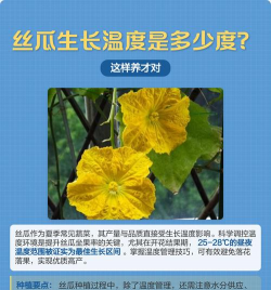 丝瓜生长的适宜温度是多少