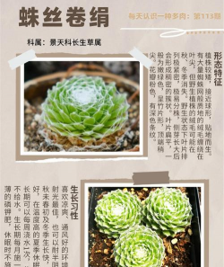 蛛丝卷绢多肉怎么养