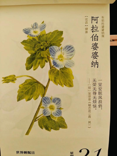 小众送妈妈的花有哪些花