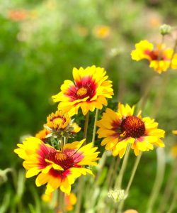 小众送妈妈的花有哪些花