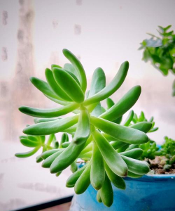 乙女心夏天休眠吗