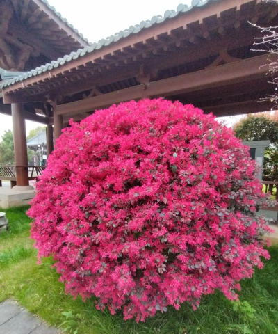 小众送妈妈的花有哪些花