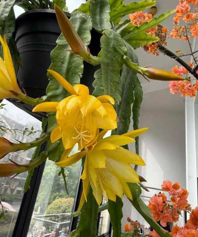 小众送妈妈的花有哪些花