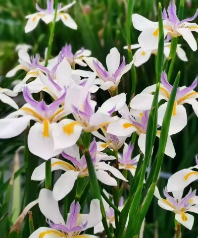 非洲草原上有什么花